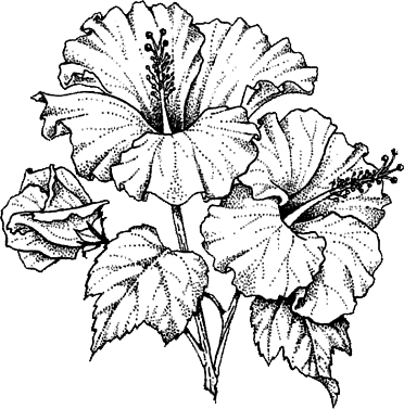 Hibiscus Alb conservat